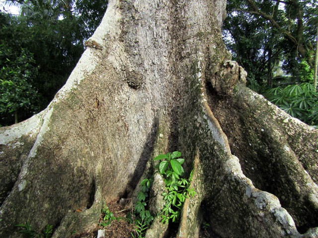 [-]Cây[-]bàng[-]đá[-]700[-]năm[-]tuổi[-]chết[-]khô[-]trả[-]giá[-]2[-]tỷ[-]đồng